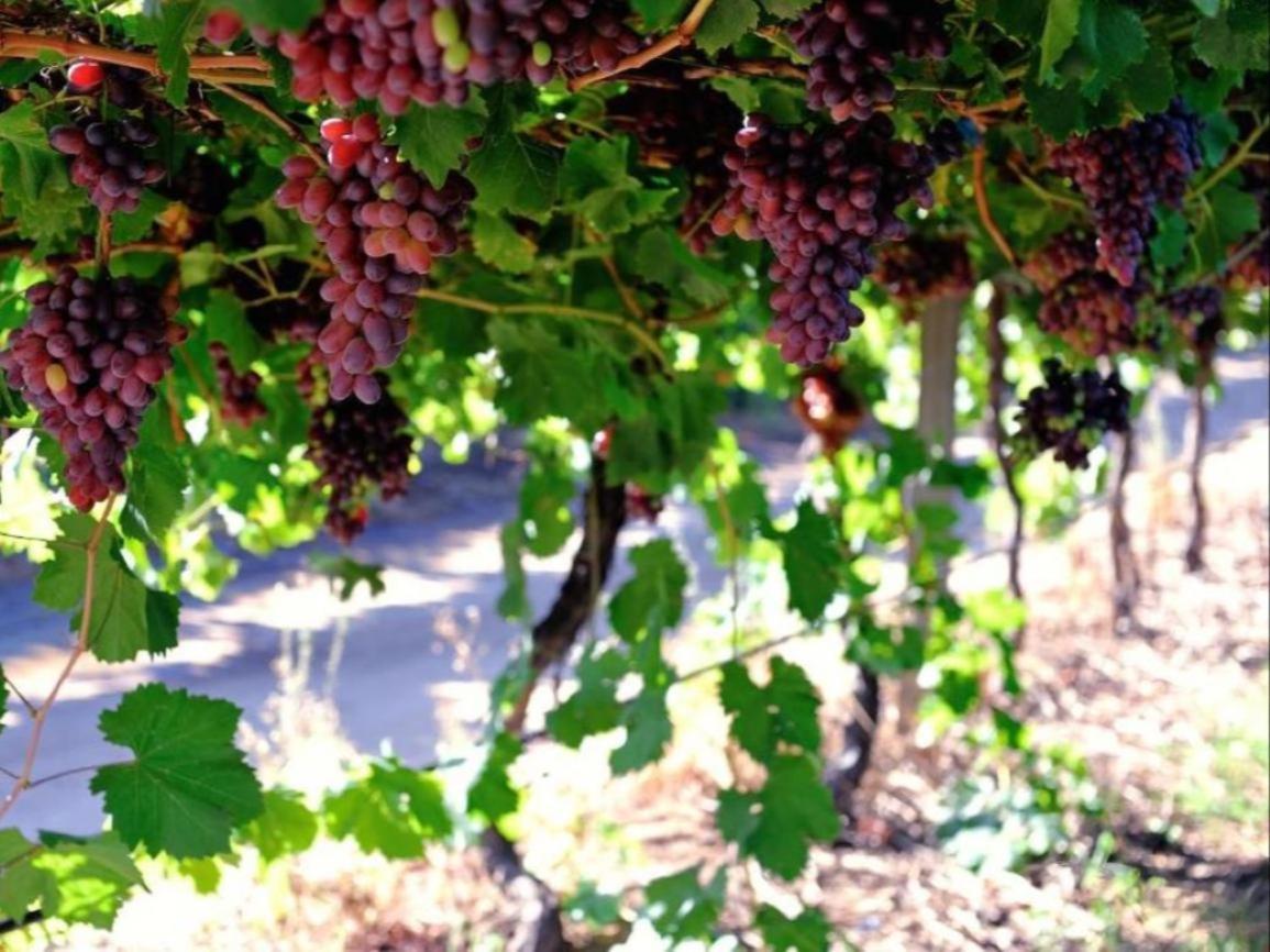 Mymering Wine & Guest Estate Ледісміт Екстер'єр фото